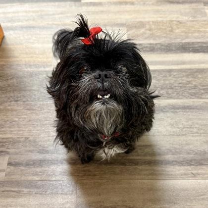 Betty Boop, Adoptable, Senior Female Mixed Breed.