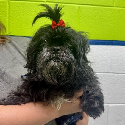 Enlarge Betty Boop, a Adoptable Mixed Breed in Adrian, MI image 5/5