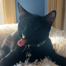 Enlarge Aspin [and Penelope], a Adoptable Domestic Short Hair in Oxford, PA image 2/4