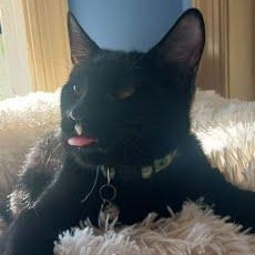 Aspin [and Penelope], Adoptable, Kitten Male Domestic Short Hair.