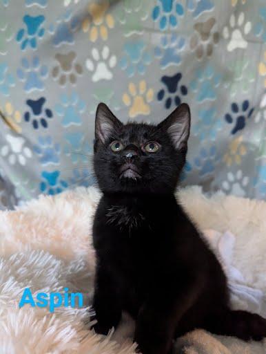 Aspin, Baby Male unknown