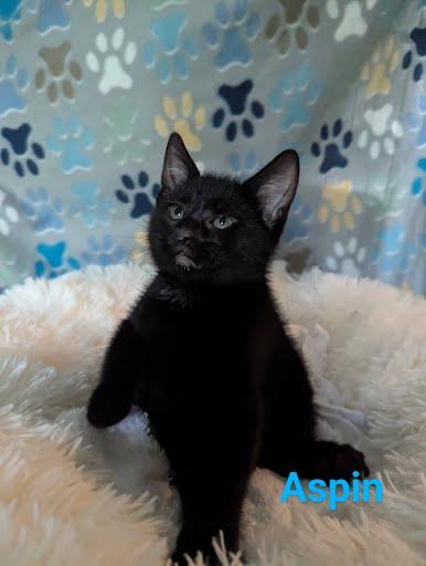 Aspin photo 2