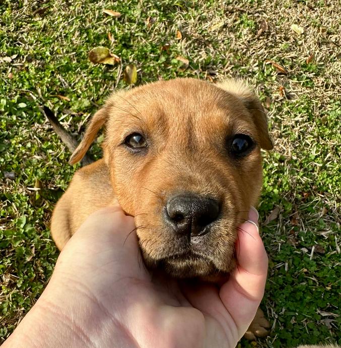 Enlarge Red, a Adoptable mixed breed in Eutawville, SC image 5/6