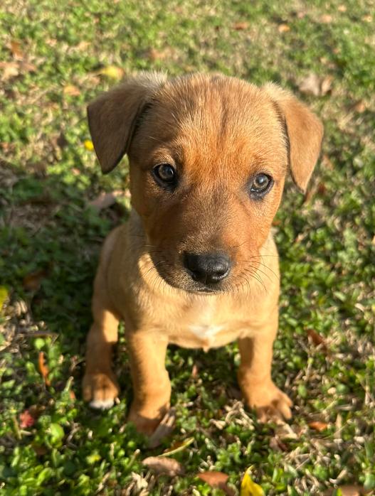 Enlarge Red, a Adoptable mixed breed in Eutawville, SC image 1/6