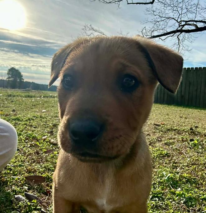 Enlarge Red, a Adoptable mixed breed in Eutawville, SC image 6/6