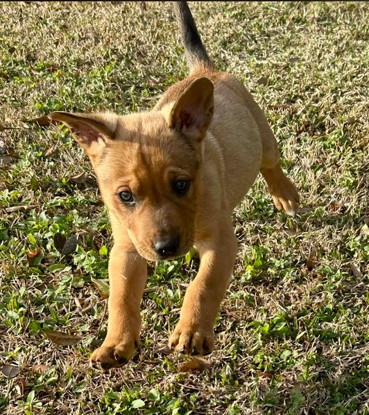 Enlarge Red, a Adoptable mixed breed in Eutawville, SC image 4/6