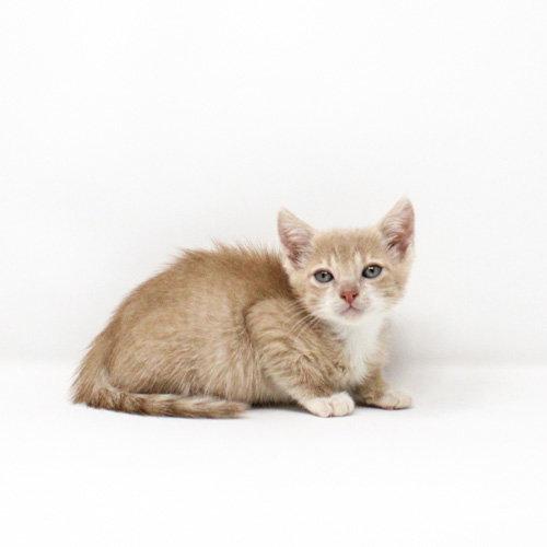 Enlarge Becard, a Adopted Domestic Short Hair in Florence, AZ image 1/1