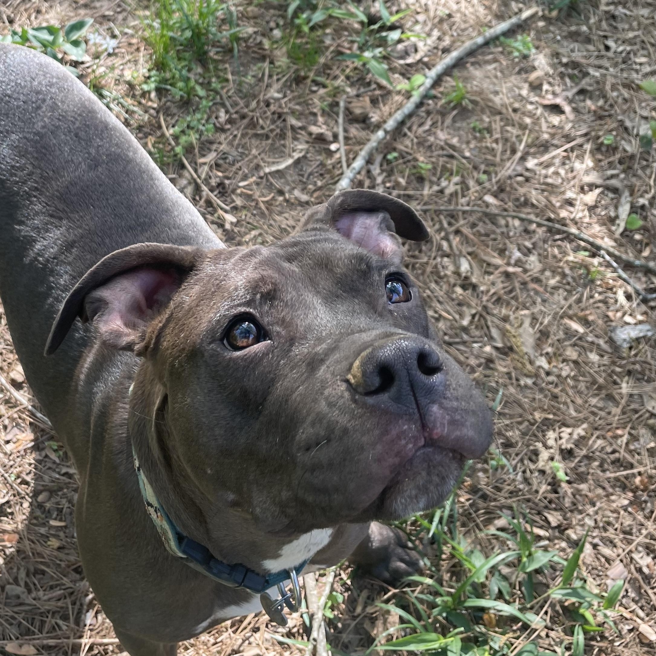 Enlarge Penelope, a ADOPTABLE mixed breed in MADISON, AL image 5/5