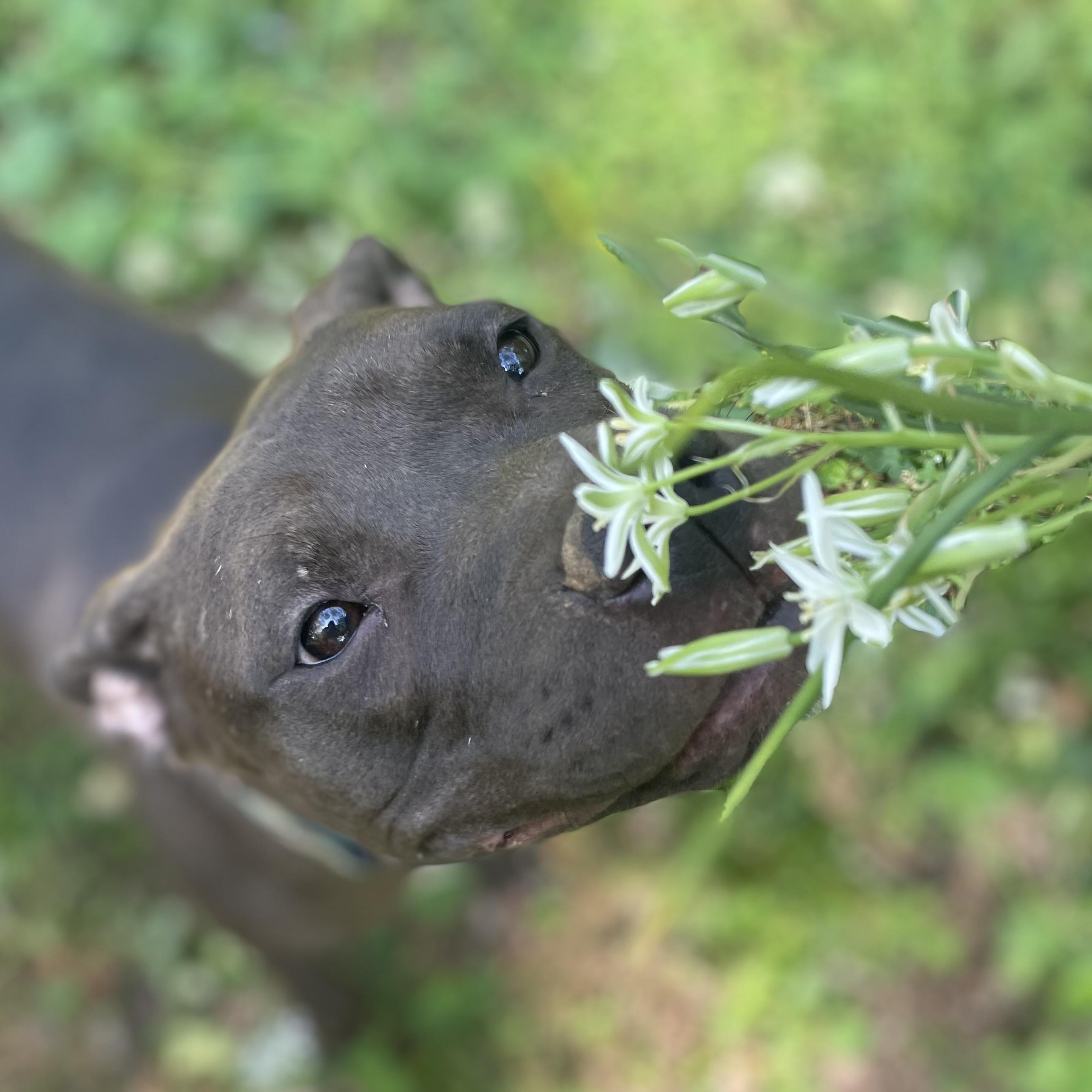 Enlarge Penelope, a ADOPTABLE mixed breed in MADISON, AL image 4/5