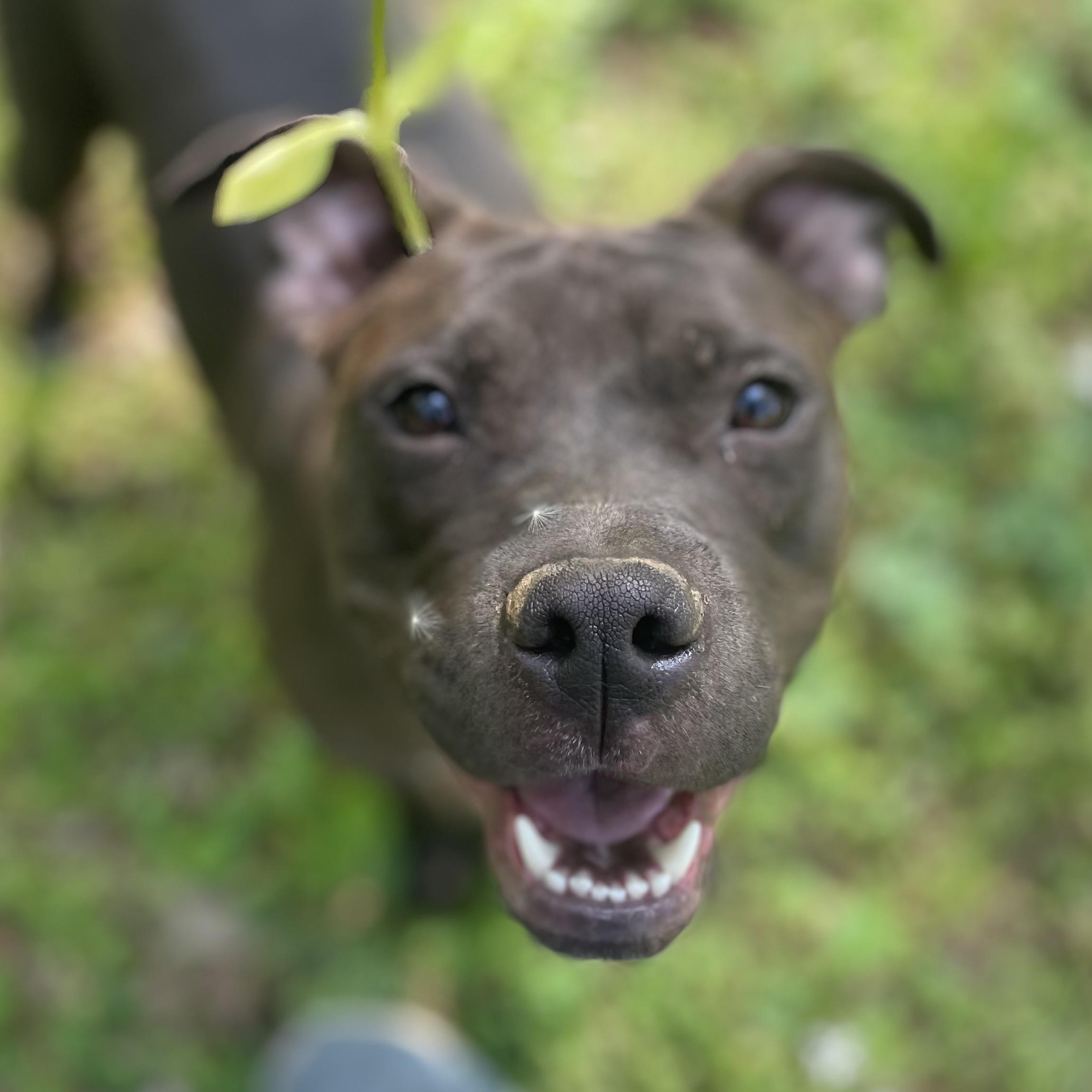 Enlarge Penelope, a ADOPTABLE mixed breed in MADISON, AL image 1/5