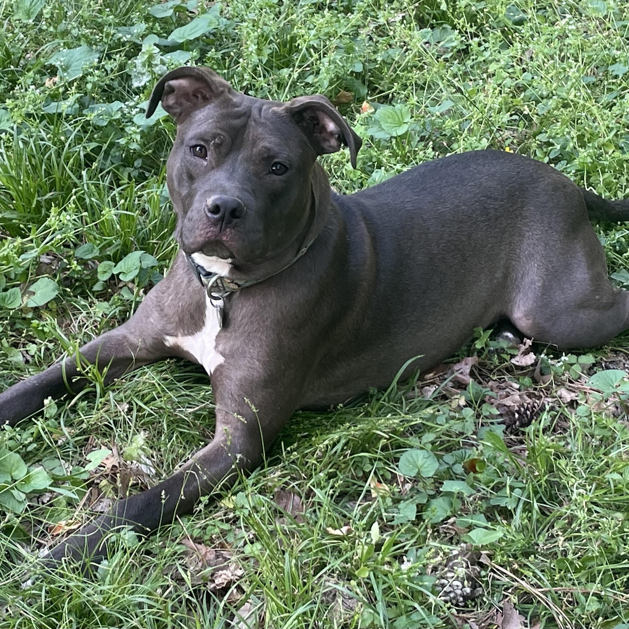 Enlarge Penelope, a ADOPTABLE mixed breed in MADISON, AL image 2/5