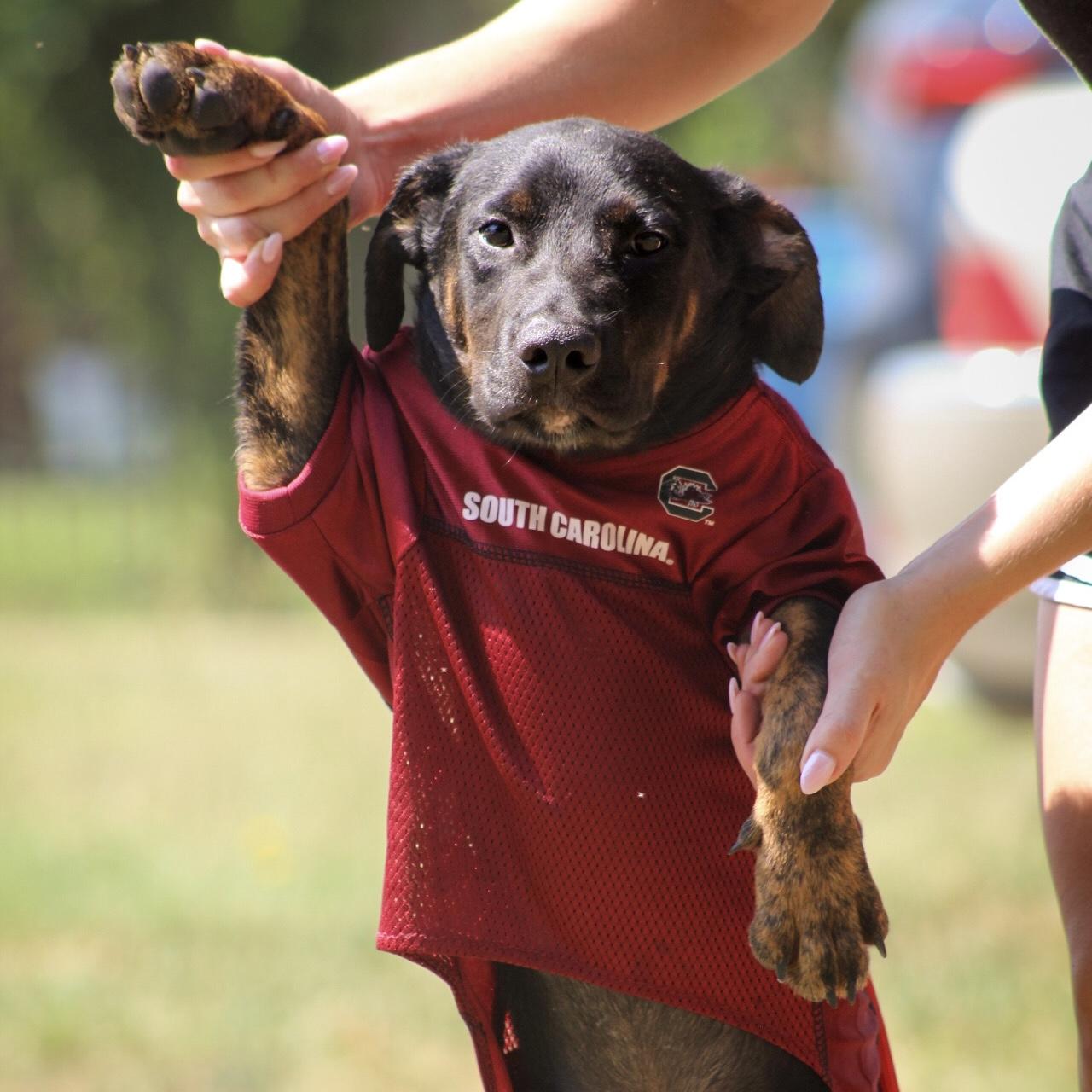 Netflix, Adoptable, Puppy Male Mixed Breed.