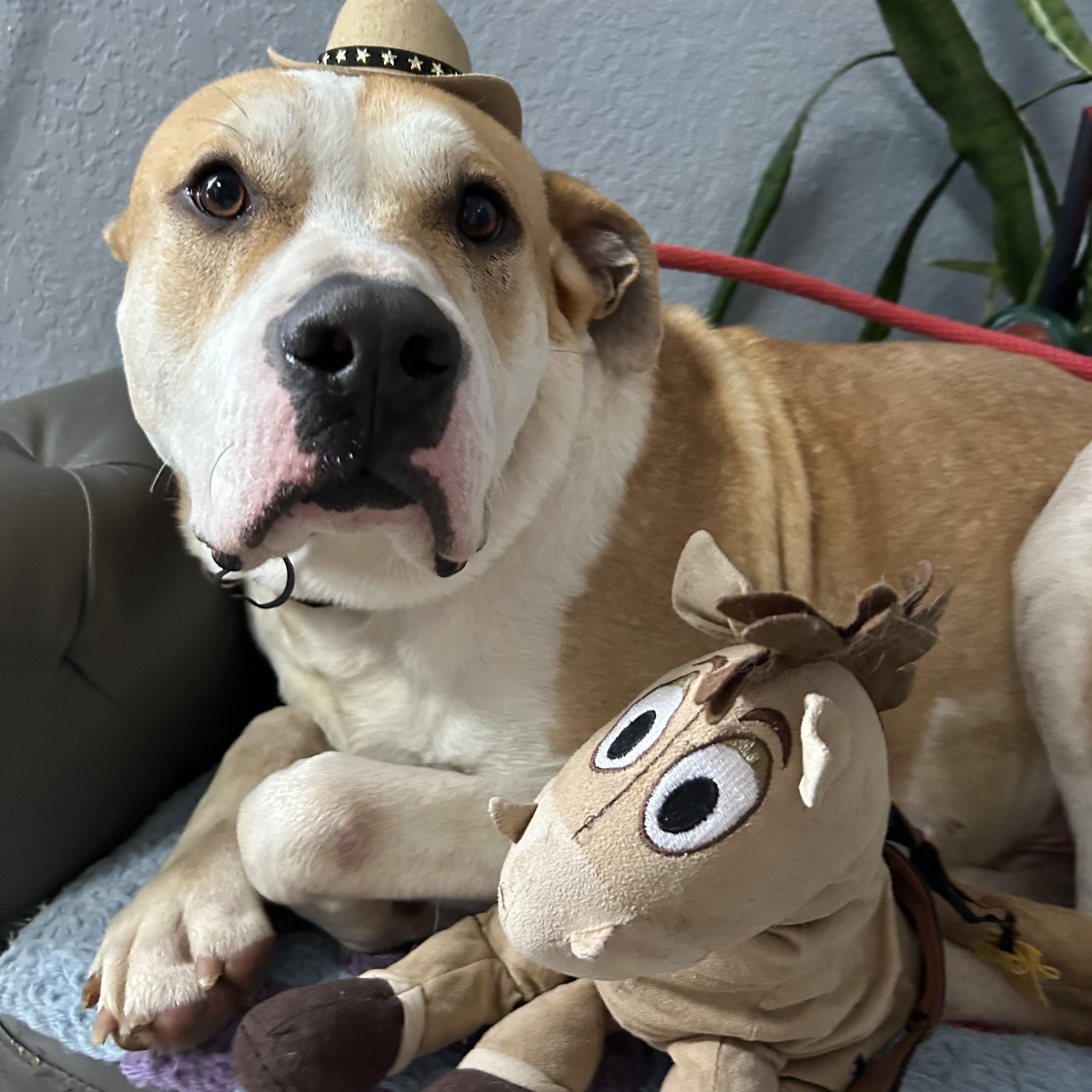 Taz Danforth, a Adoptable mixed breed in Oklahoma City, OK image 4/5