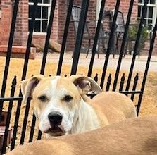 Taz Danforth, a Adoptable mixed breed in Oklahoma City, OK image 5/5