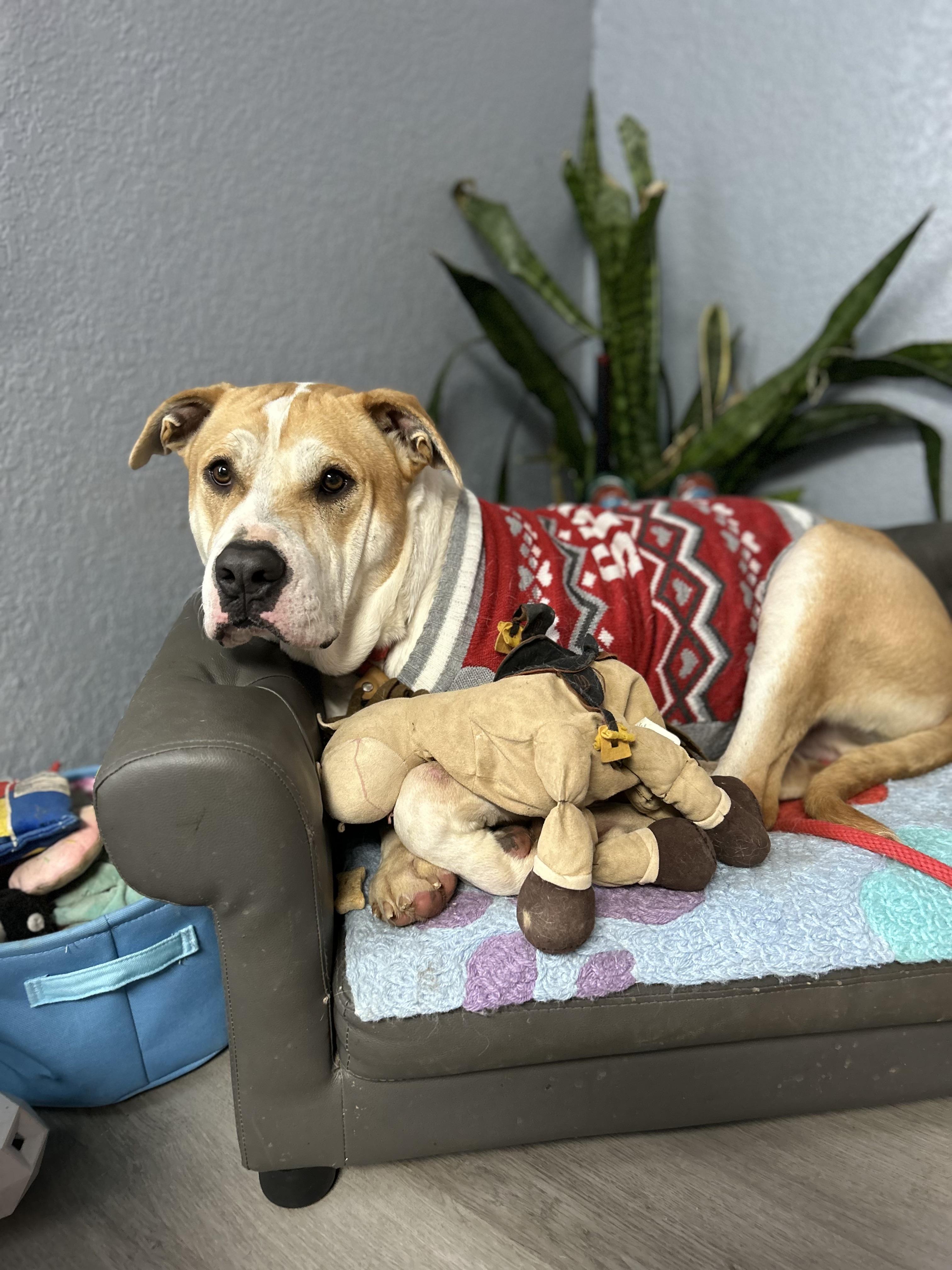 Taz Danforth, a Adoptable mixed breed in Oklahoma City, OK image 1/5