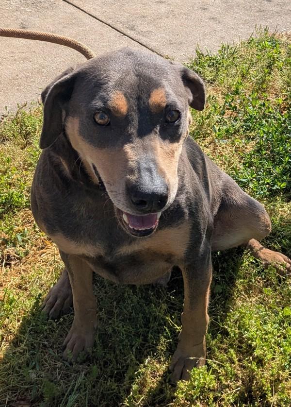Ruger, Adoptable, Adult Male Bluetick Coonhound.