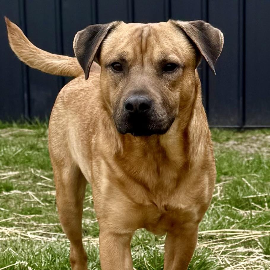 Bruno 4D25, Adoptable, Young Male Mixed Breed.