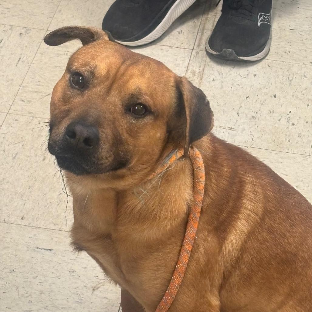 Bruno 4D25, Adoptable, Young Male Mixed Breed.