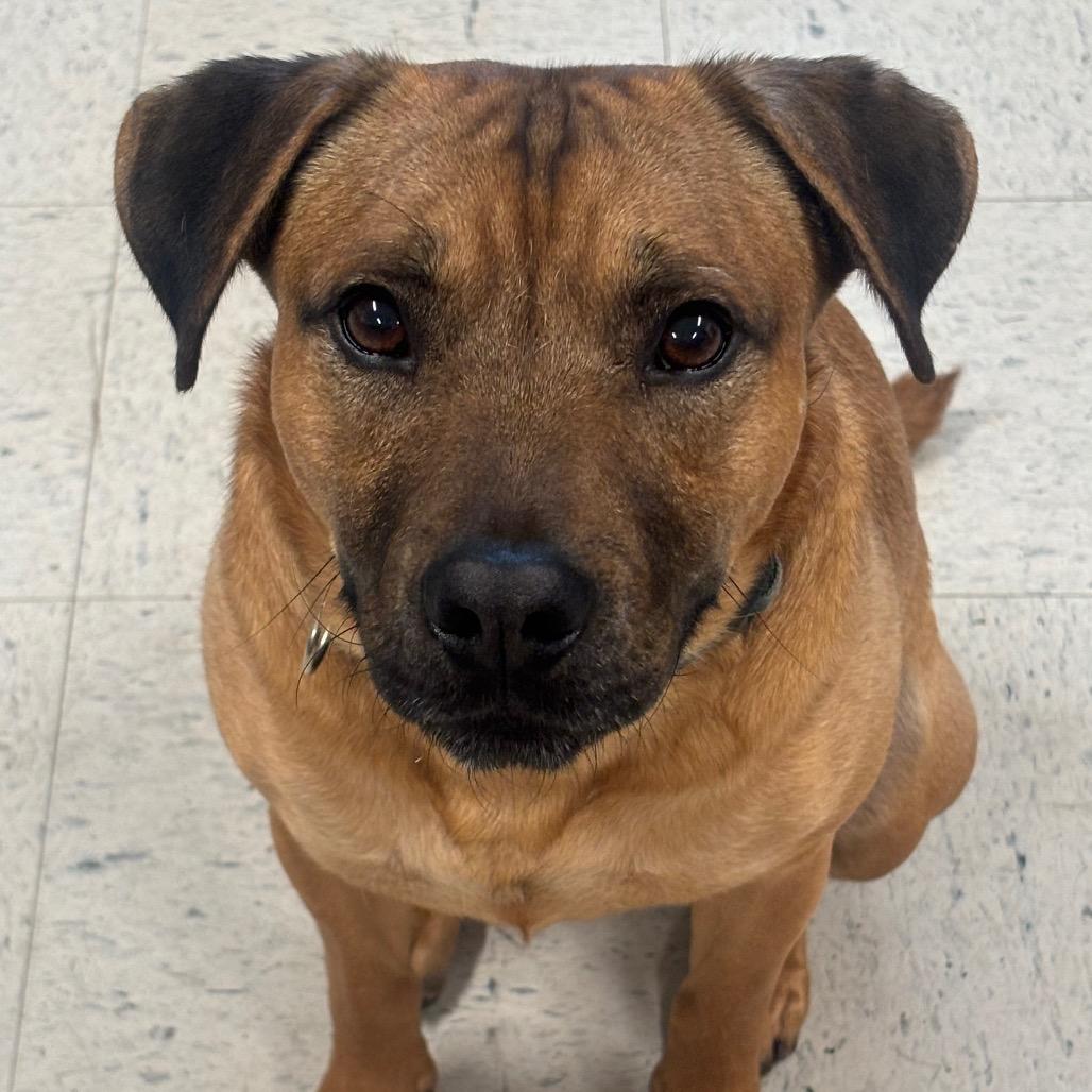 Bruno 4D25, a Adoptable Mixed Breed in Napoleon, OH image 2/6