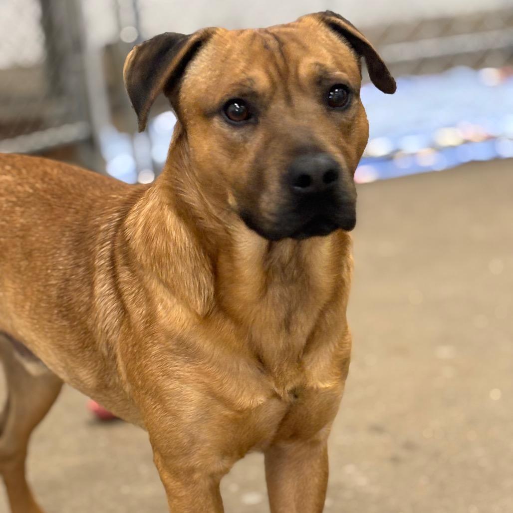 Enlarge Bruno 4D25, a Adoptable Mixed Breed in Napoleon, OH image 3/6