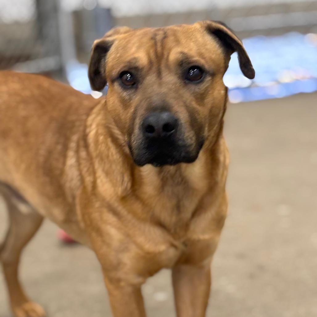 Enlarge Bruno 4D25, a Adoptable Mixed Breed in Napoleon, OH image 4/6