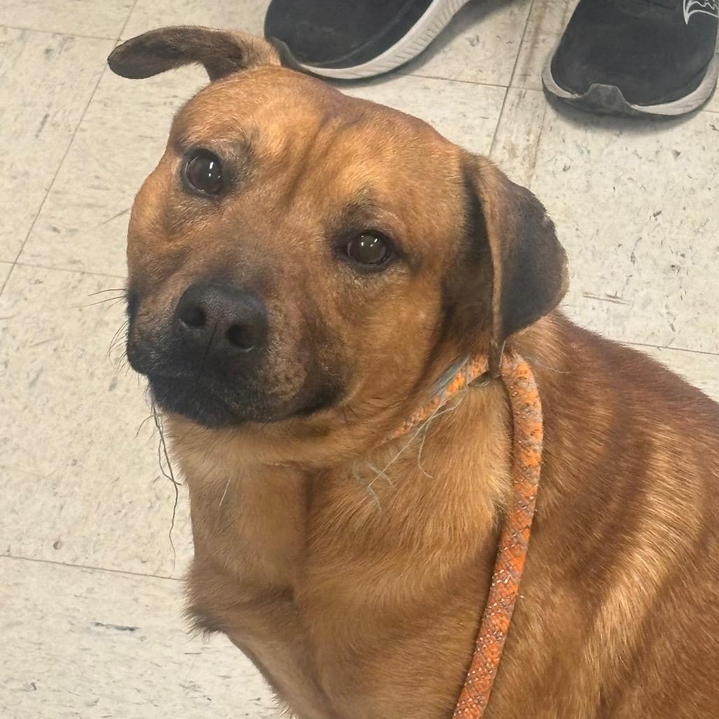 Enlarge Bruno 4D25, a Adoptable Mixed Breed in Napoleon, OH image 5/6