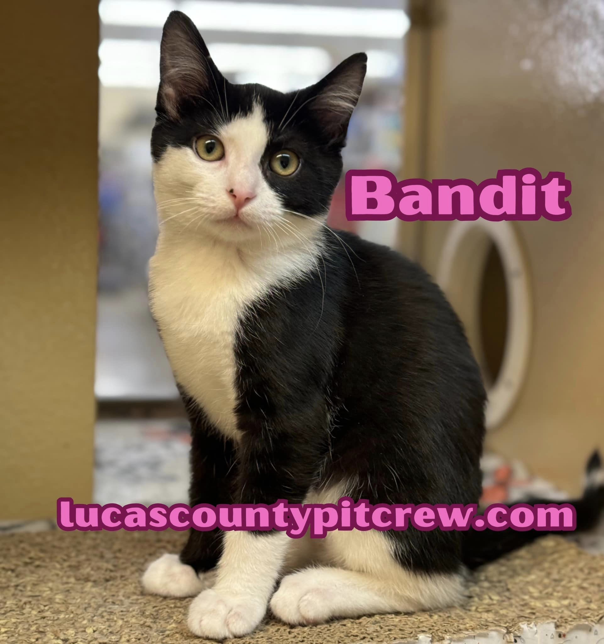 Enlarge Bandit, a Adoptable mixed breed in Toledo, OH image 2/2