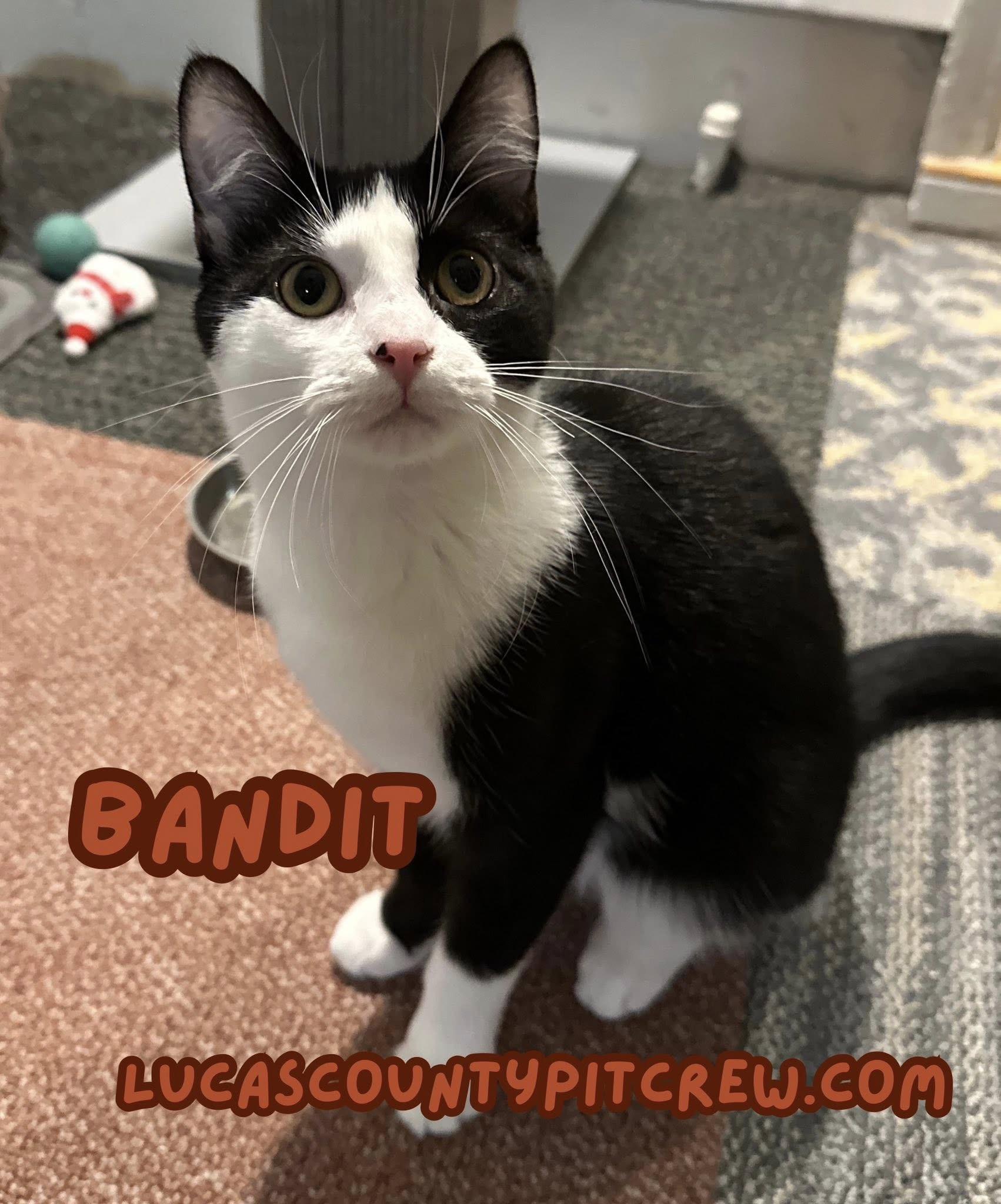 Bandit, Adoptable, Adult Female Tuxedo & Domestic Short Hair.