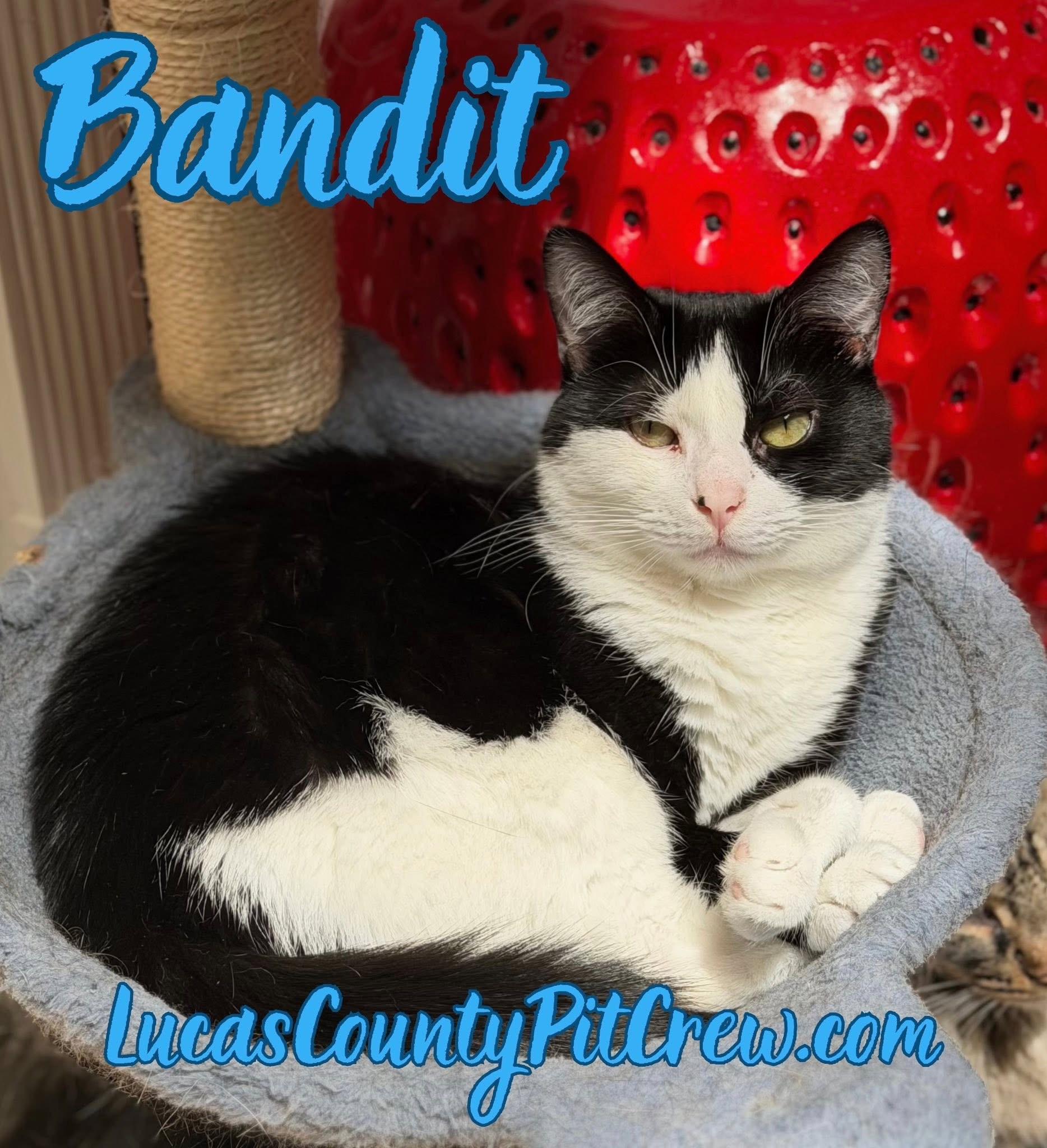 Bandit, a Adoptable mixed breed in Toledo, OH image 1/3
