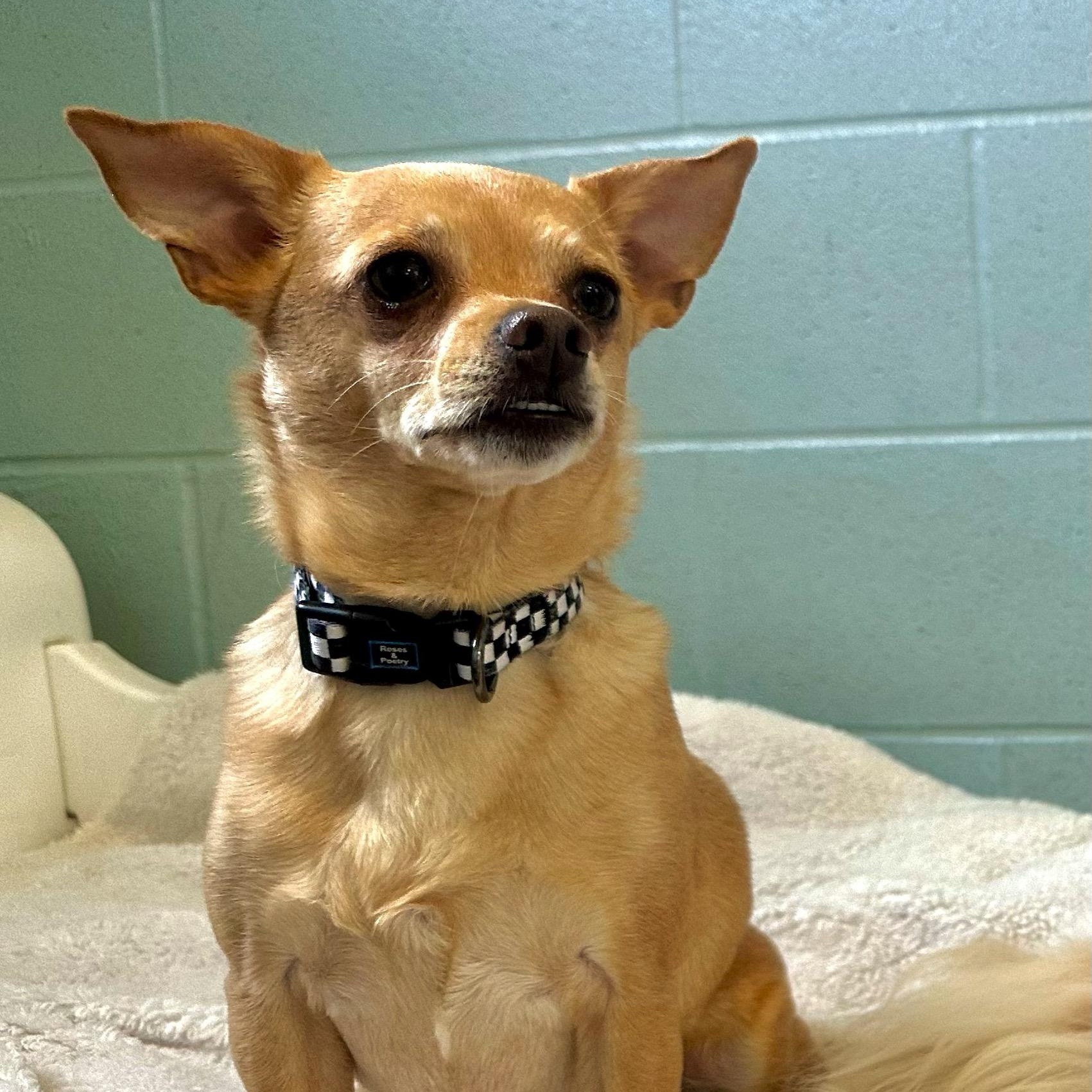 Tank, a Adoptable mixed breed in High Ridge, MO image 2/4