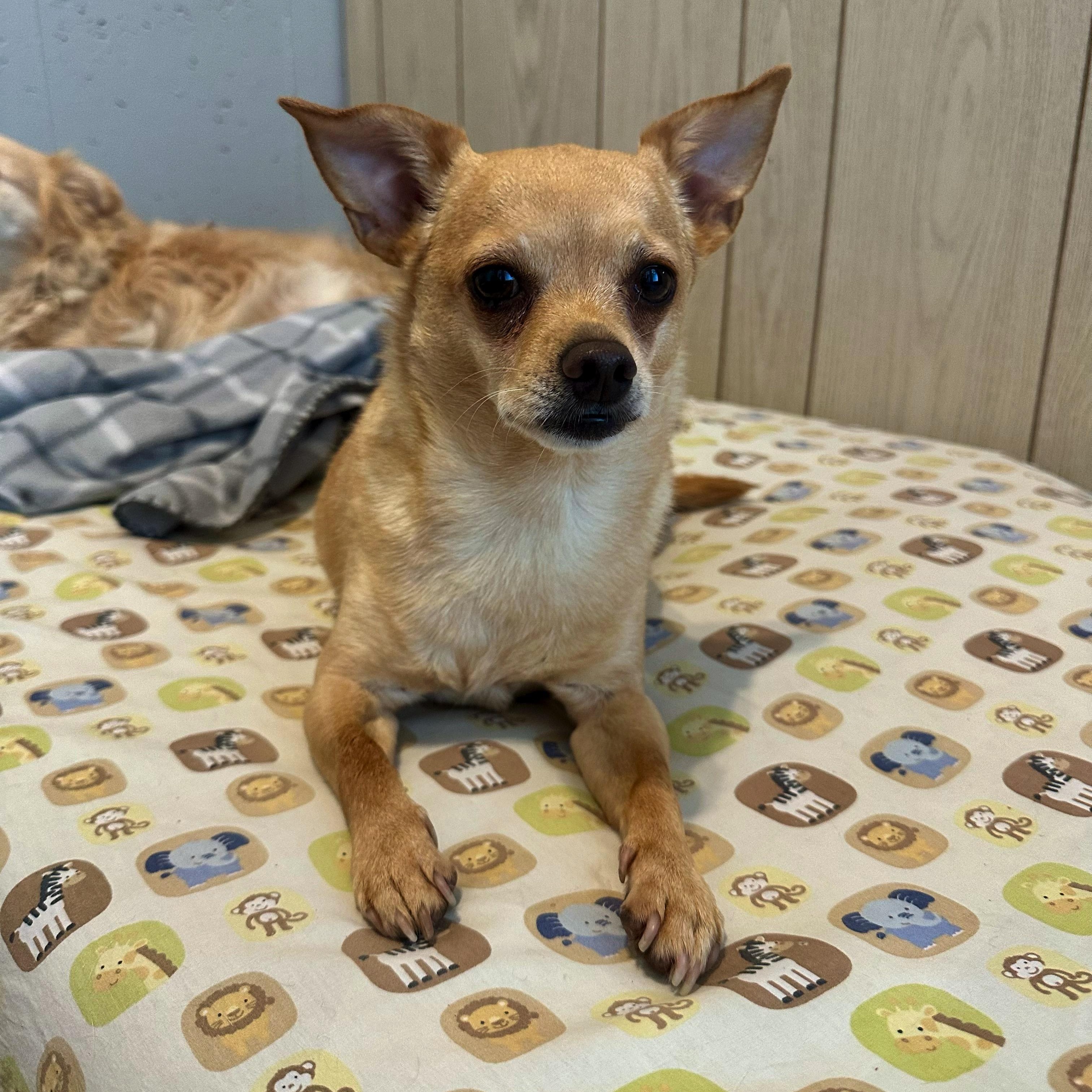 Tank, a Adoptable mixed breed in High Ridge, MO image 3/4