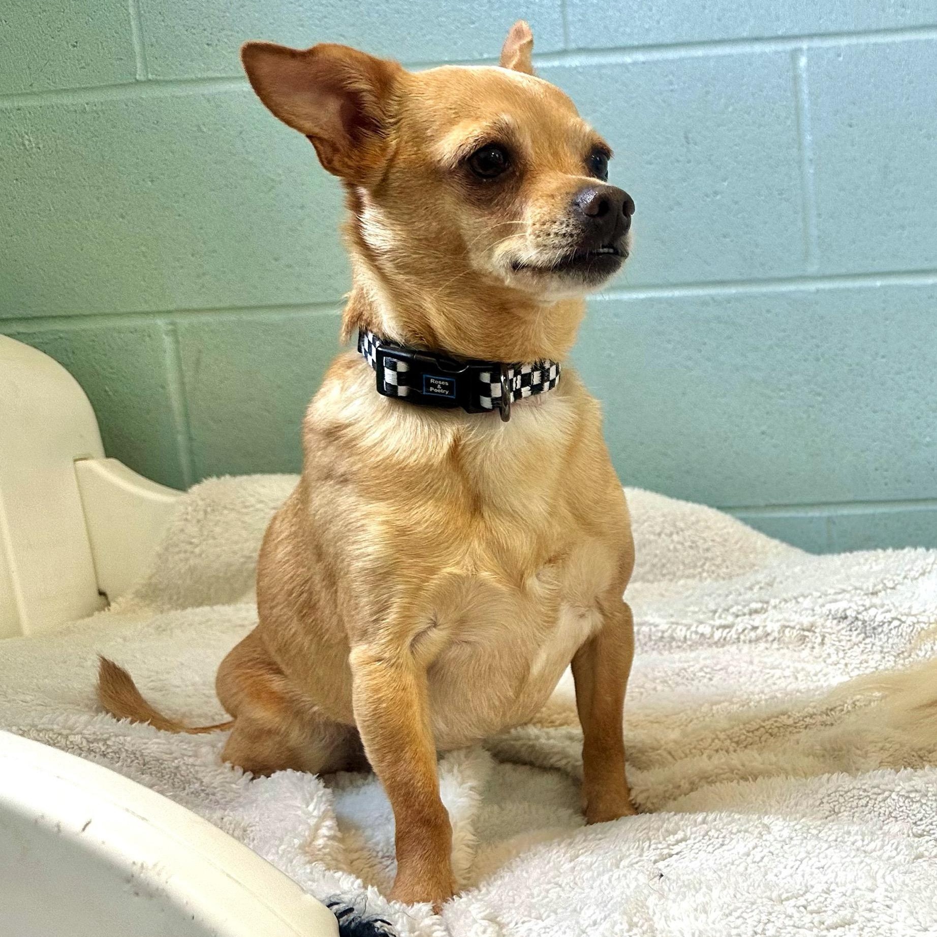 Tank, Adoptable, Adult Male Chihuahua & Dachshund.