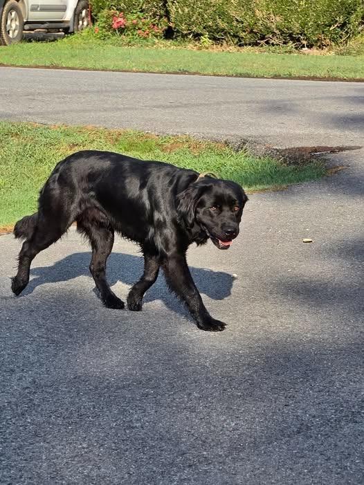 Badger, Adoptable, Young Male Labrador Retriever.