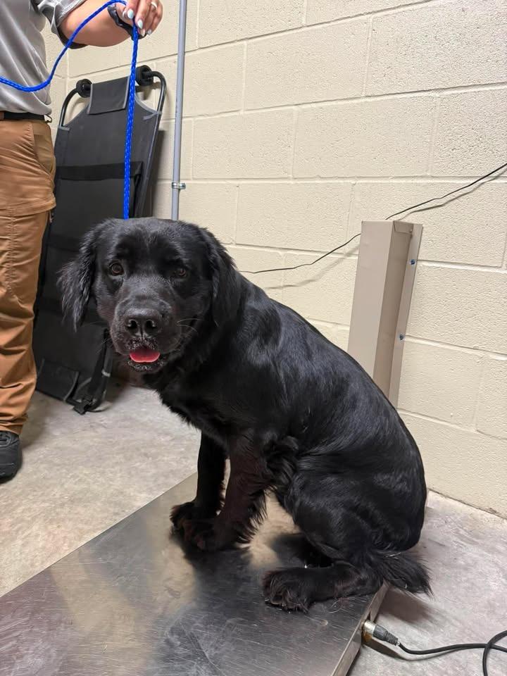 Enlarge Badger, a Adoptable Labrador Retriever in Shelbyville, TN image 2/2