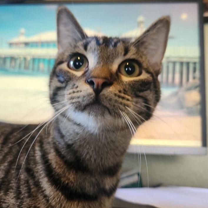 Crash, Adoptable, Young Male Domestic Short Hair.