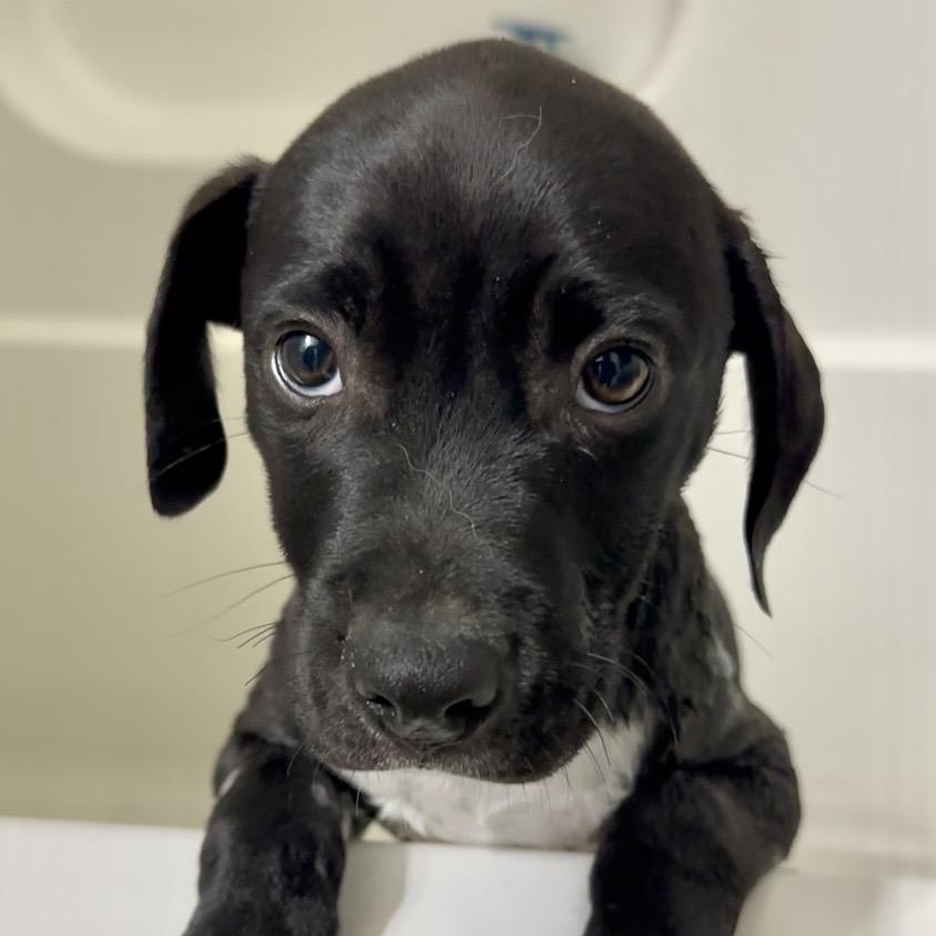 King Cake thumbnail 3