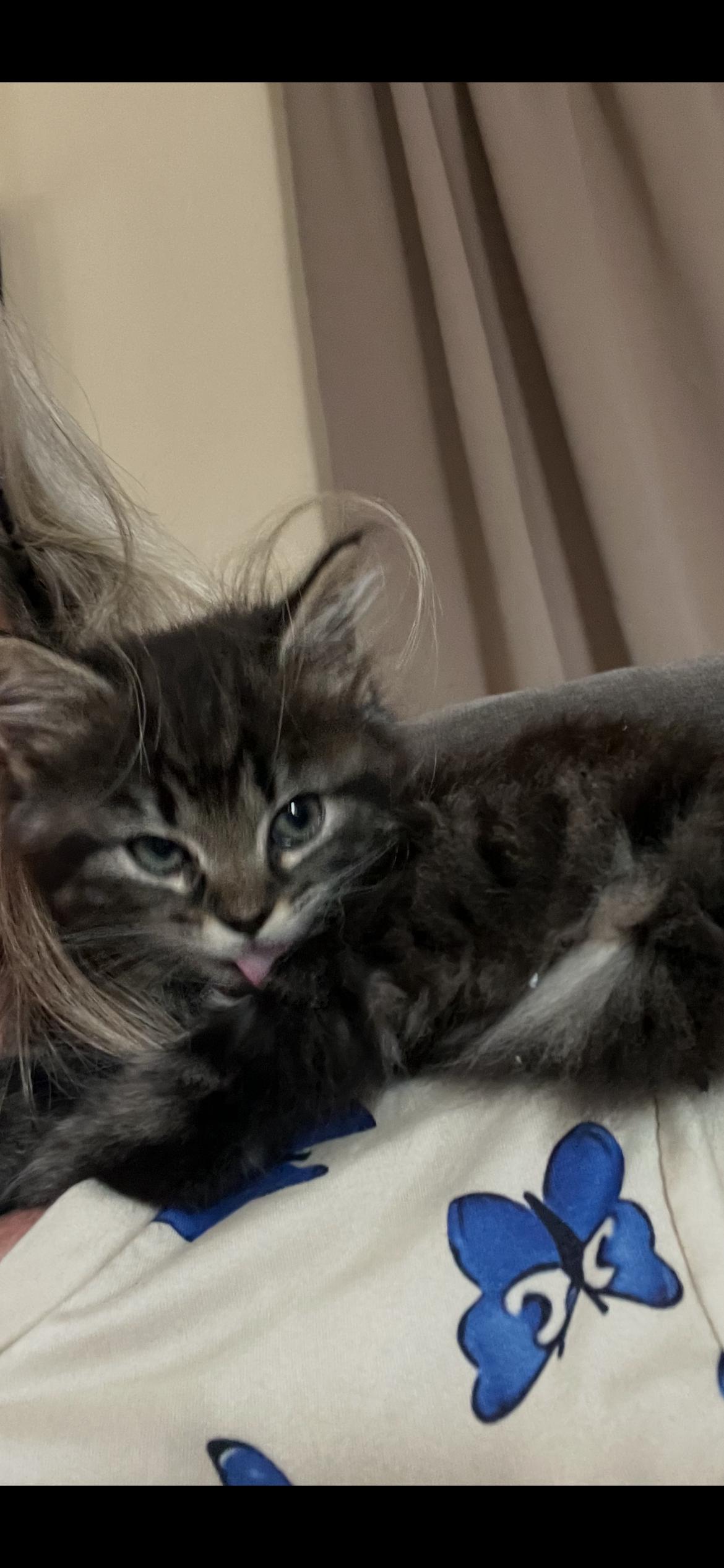 Fuzzball, Adopted, Kitten Female Domestic Medium Hair.