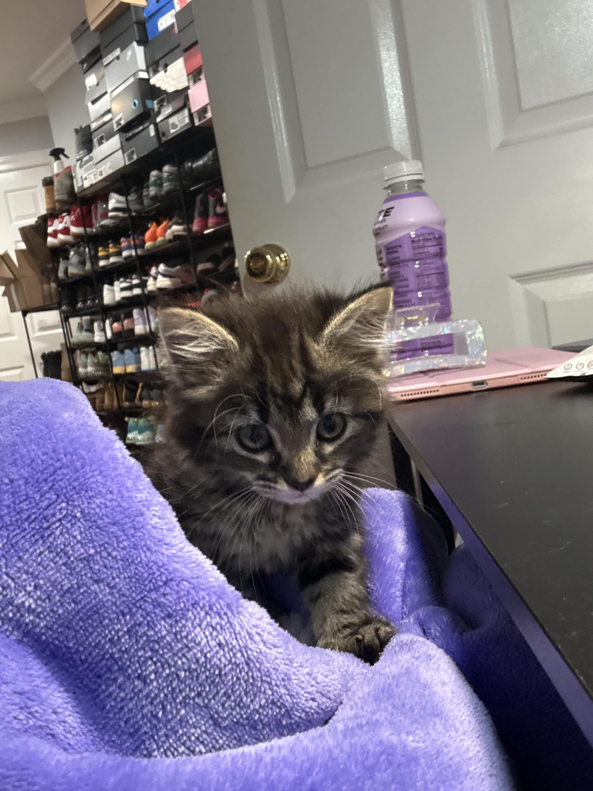 Enlarge Fuzzball, a Adopted Domestic Medium Hair in Odenton, MD image 4/4