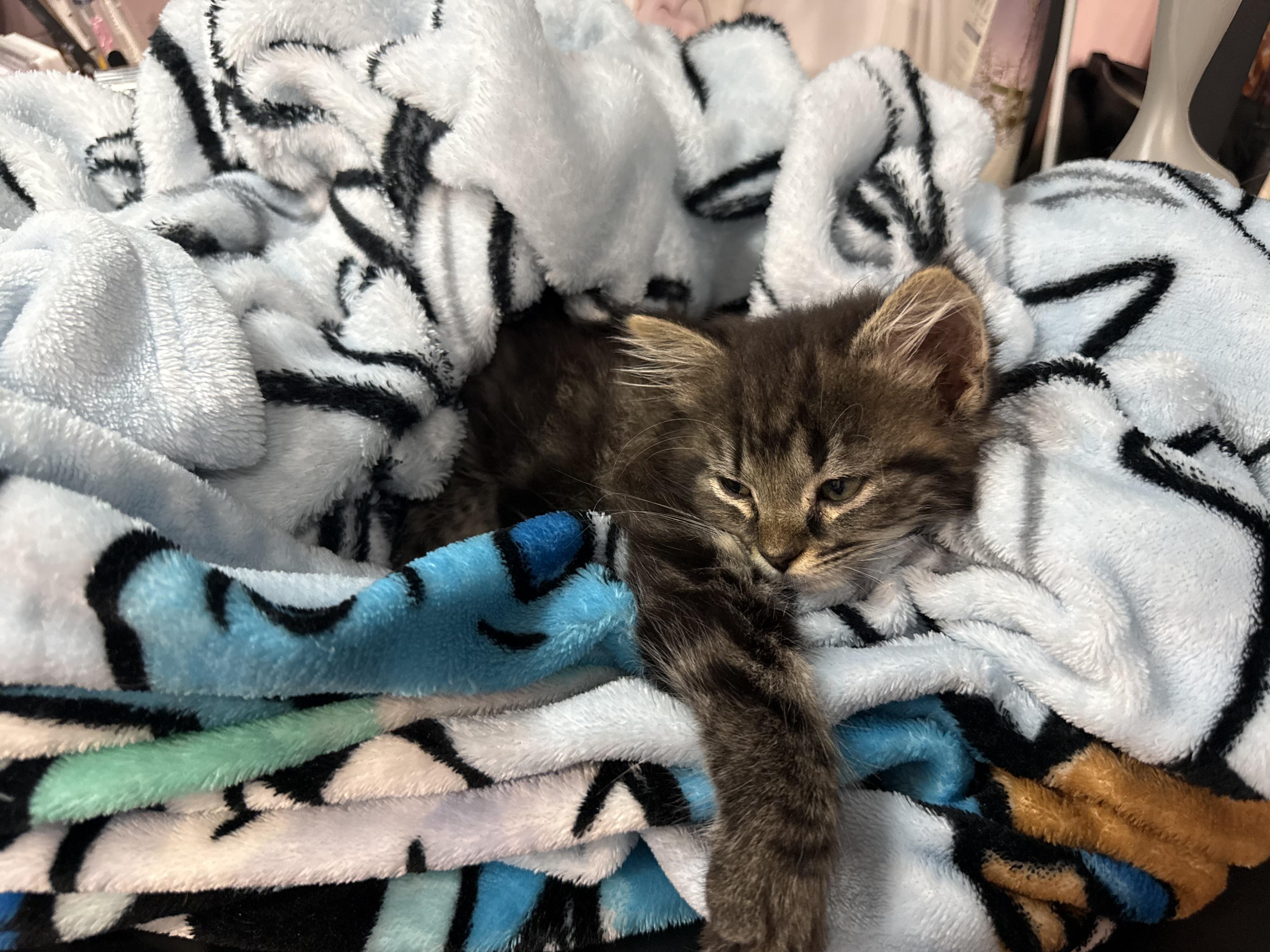 Enlarge Fuzzball, a Adopted Domestic Medium Hair in Odenton, MD image 2/4