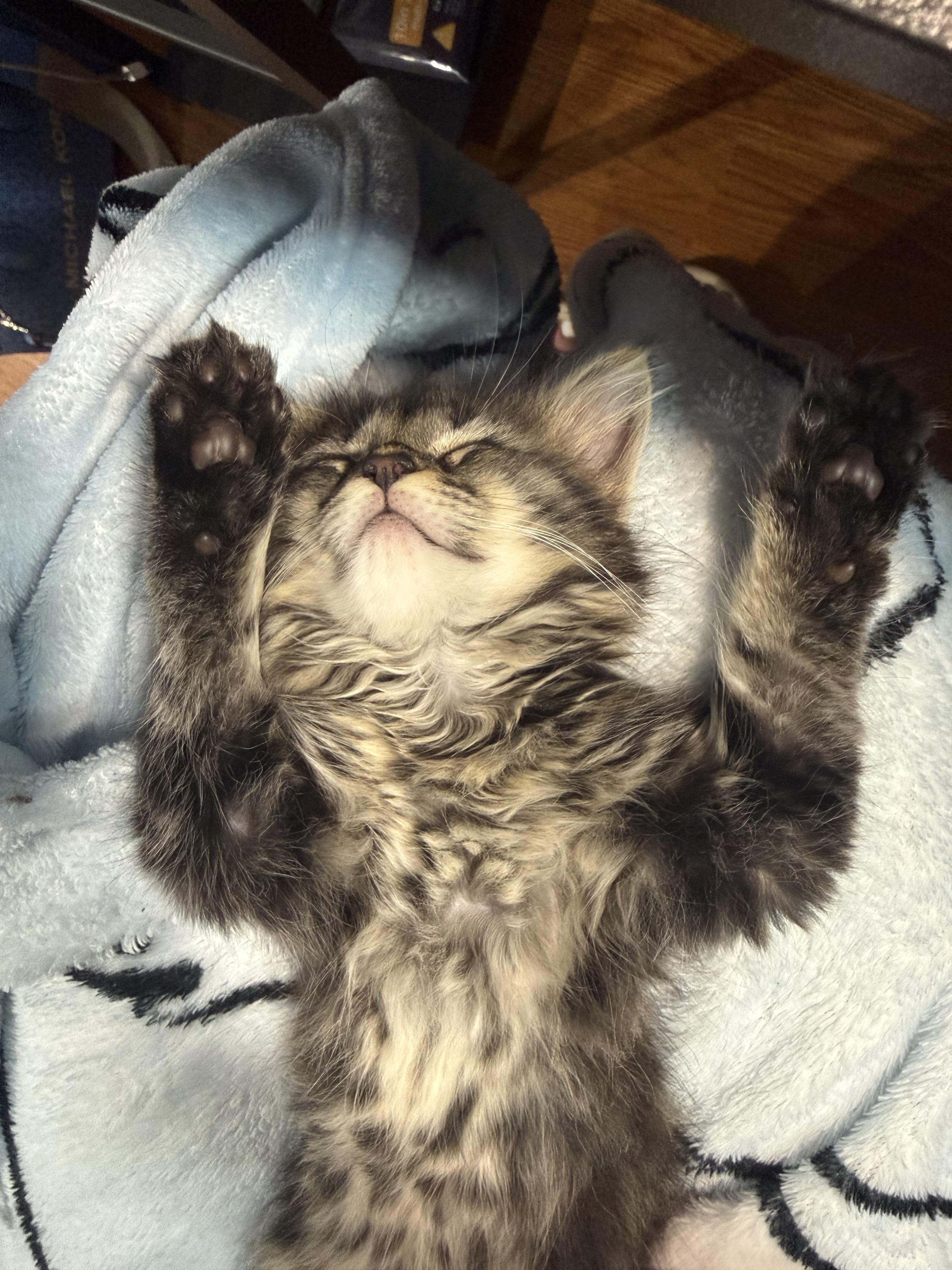 Enlarge Fuzzball, a Adopted Domestic Medium Hair in Odenton, MD image 3/4