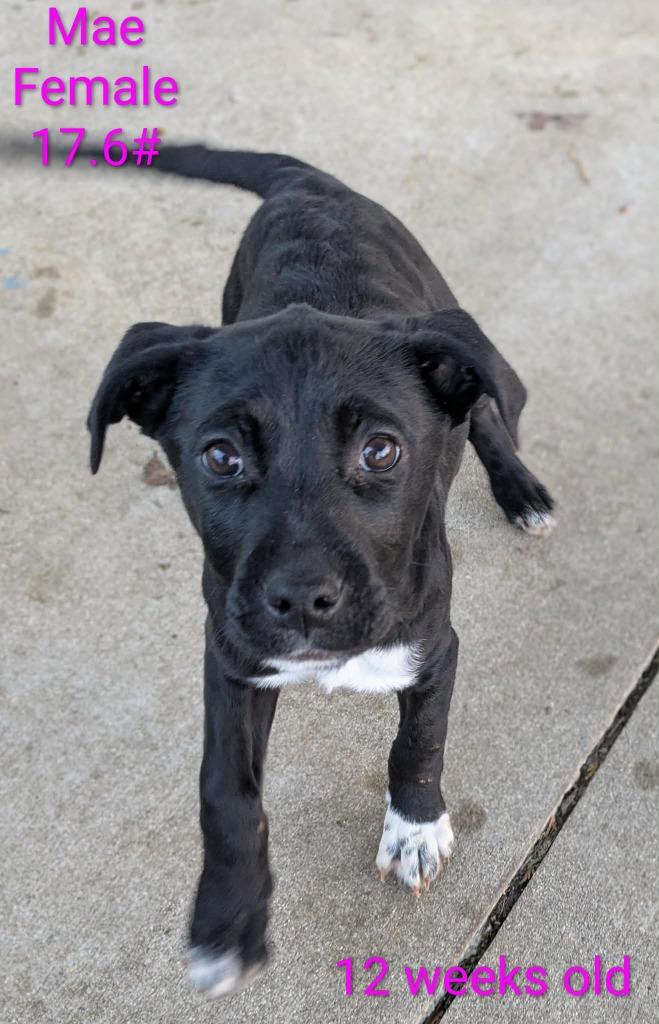 Enlarge Mae, a Adoptable mixed breed in sun prairie, WI image 1/1