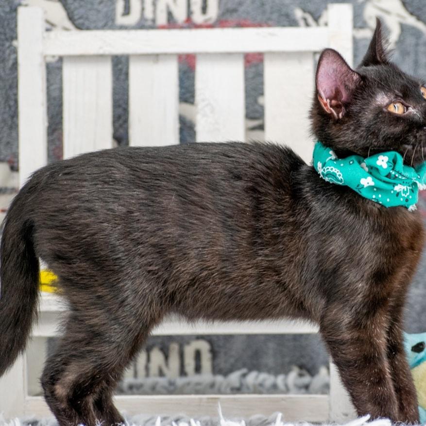 Earl, Baby Male Domestic Short Hair
