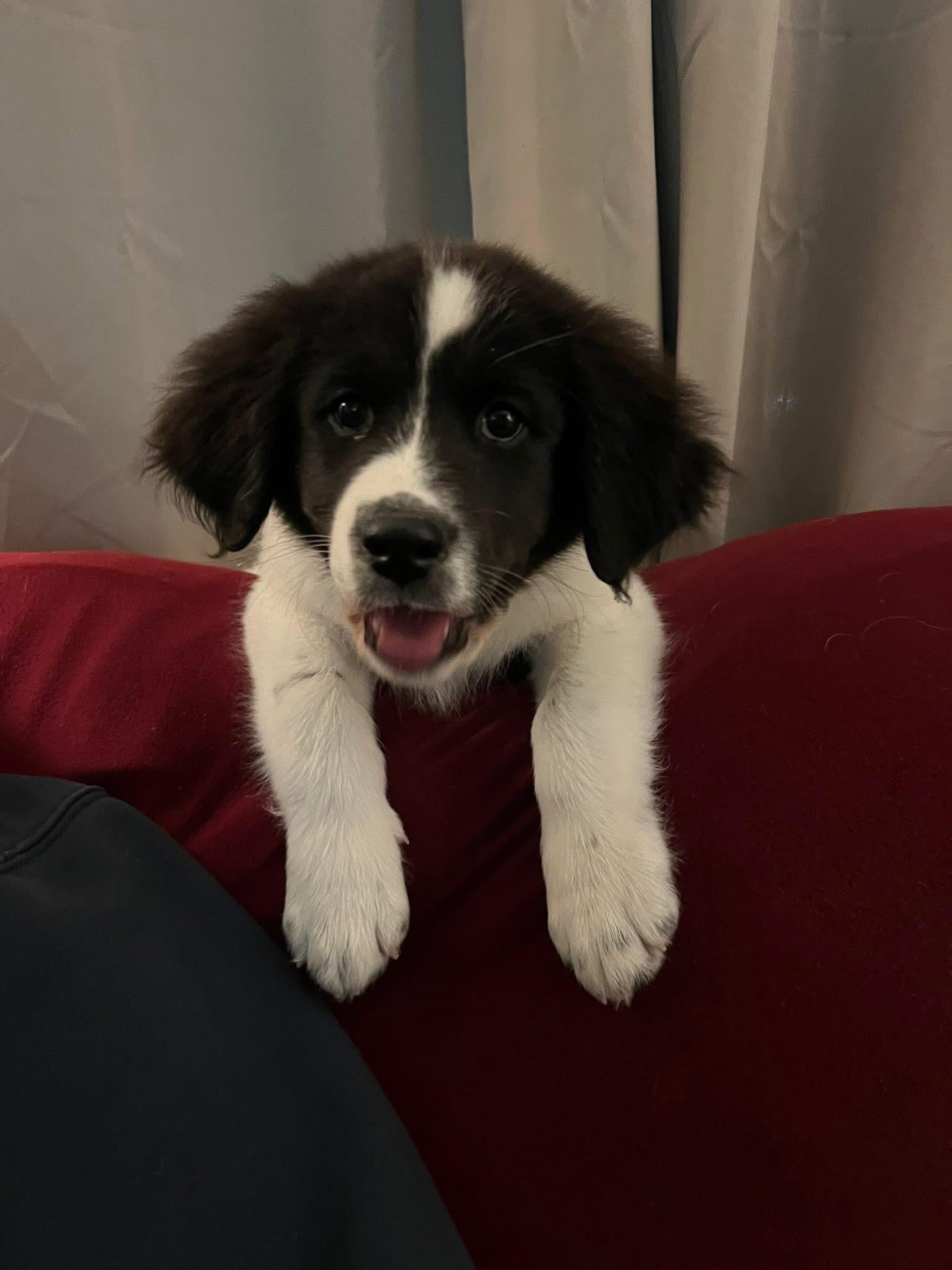 Enlarge Moe, an adopted mixed breed in Appleton, WI image 1/5