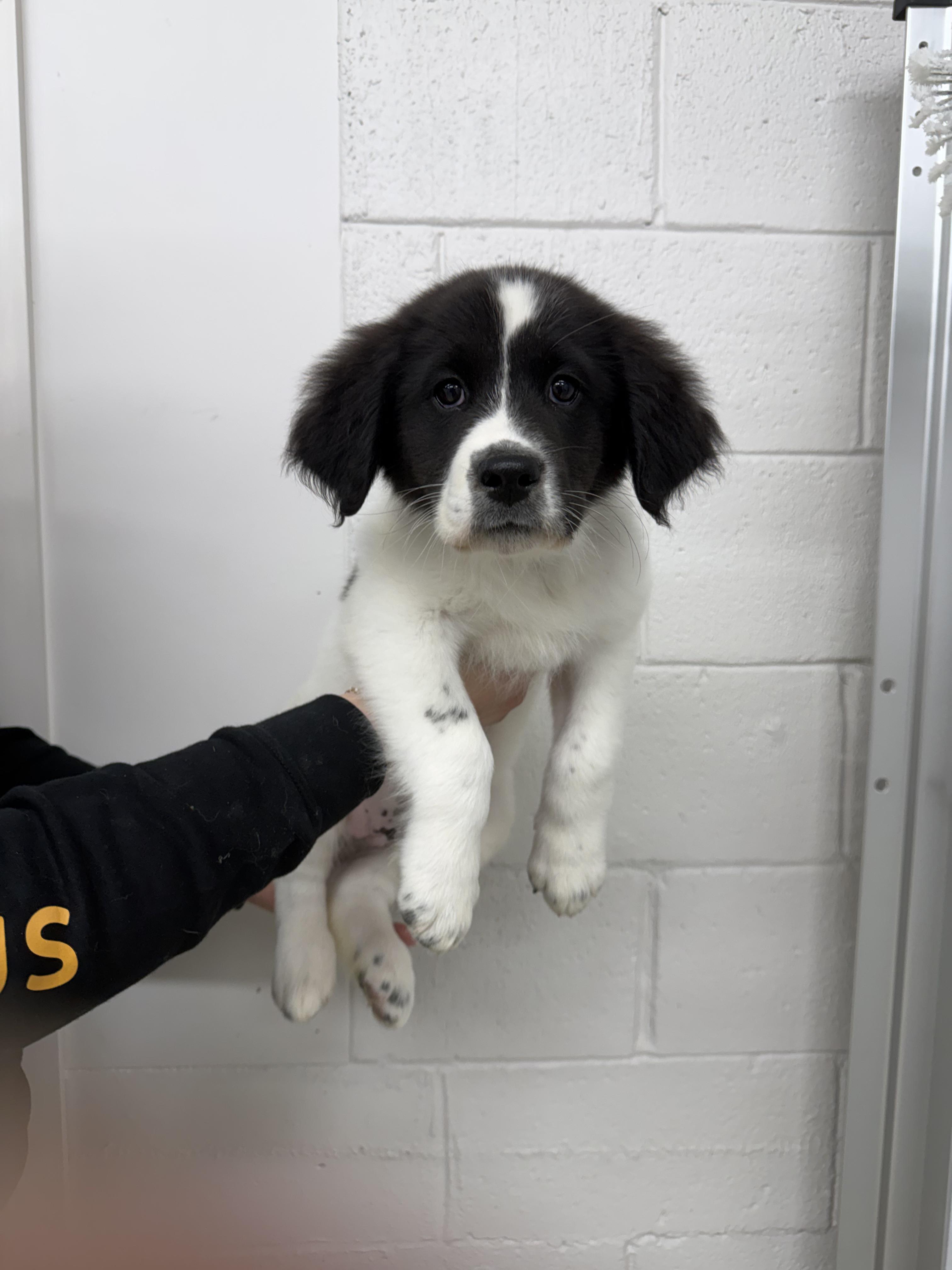 Enlarge Moe, an adopted mixed breed in Appleton, WI image 5/5