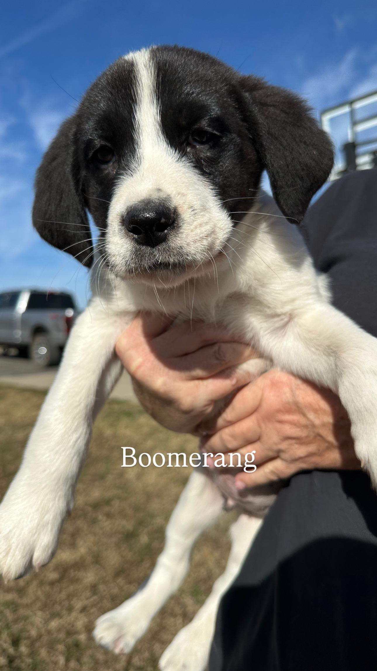 Enlarge Boomerang, a Adoptable mixed breed in Appleton, WI image 5/5