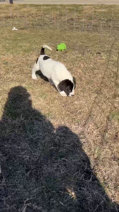 Enlarge Boomerang, a Adoptable mixed breed in Appleton, WI video 4/5