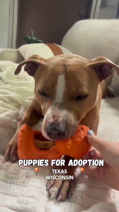 Enlarge Boomerang, a Adoptable mixed breed in Appleton, WI video 3/5