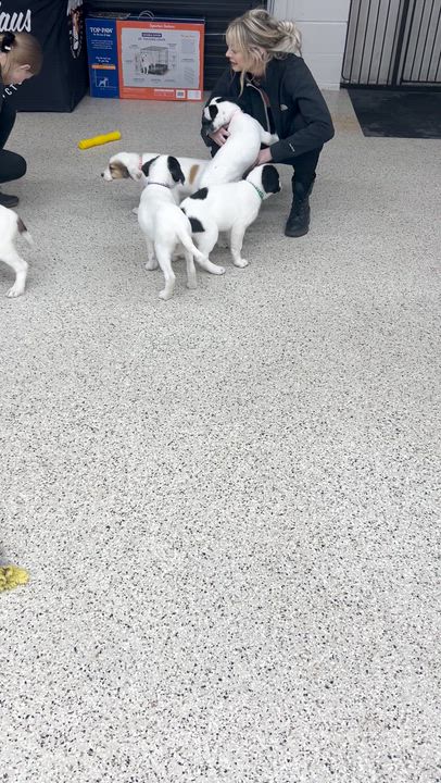 Enlarge Moe, an adopted mixed breed in Appleton, WI video 3/5