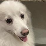Barry, a Adoptable American Eskimo Dog in Houston, TX image 2/3
