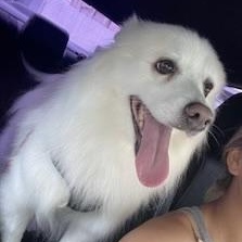 Barry, a Adoptable American Eskimo Dog in Houston, TX image 3/3